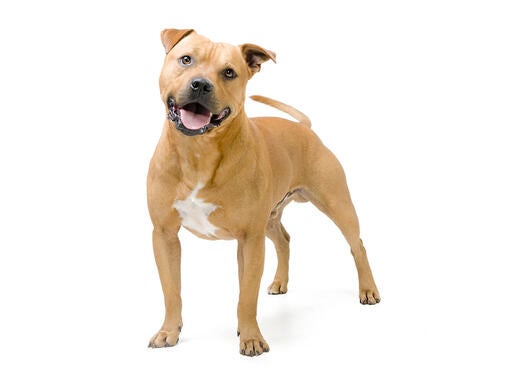 Best brush for staffordshire bull terrier new arrivals